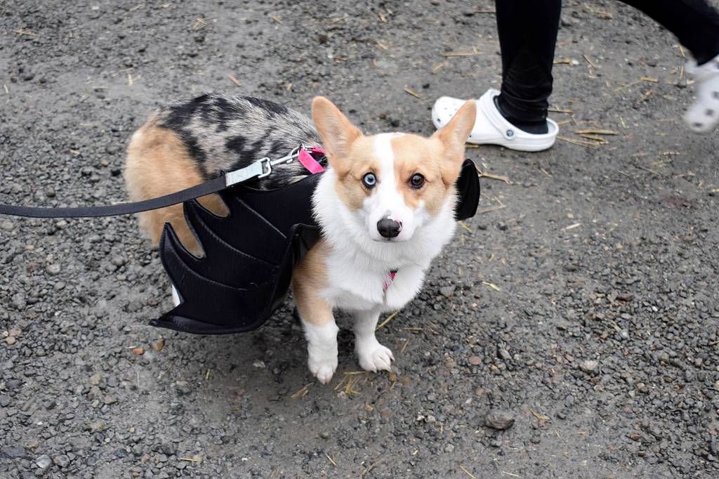 Etta in her battiest costume for the Doggy Costume Contest.