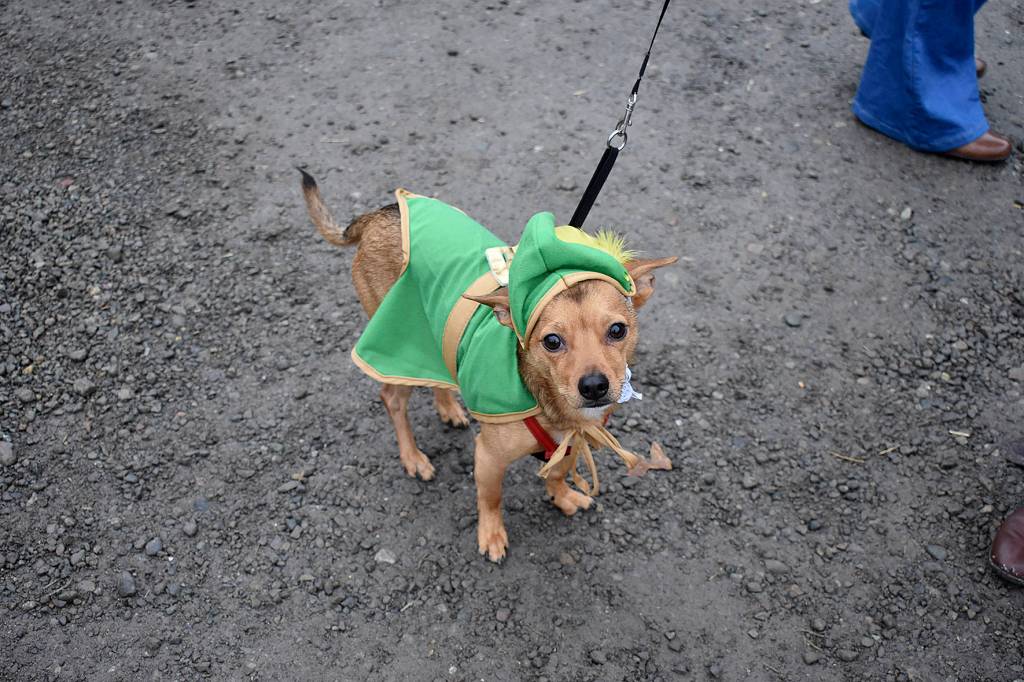 Palo Santo shows an elfish side for Halloween.