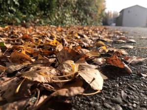 Prep trees for winter with the “Fall Five”