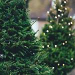 ‘Real’ Christmas trees are big business, quite a bargain in NW
