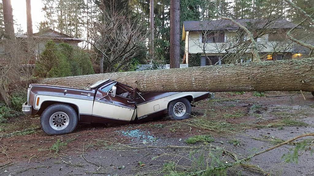 Photo by Wayne Henry Swan.                                The windstorm hit a neighborhood in Briarwood hard. Trees were down all around the area, one hitting a very unlucky truck.