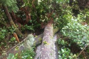 Photo from the GoFundMe of some of the fallen trees