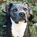 Proposal: Let Washington dog owners appeal ‘dangerous’ breed bans