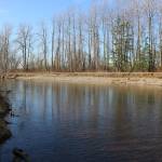 The Green River runs through the Kent valley and hasnt experienced major flooding since the Howard Hanson Dam was built in the 1960s. However, in 2009, the dam was found to not provide as much protection as previously thought, and the county is exploring ways to flood-proof the river. Aaron Kunkler/staff photo