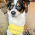 Merry, a rescue dog who was missing for almost three days until the Hazen boys soccer team found her, is available for adoption. Photo courtesy of Aberdeen Scottish Terrier Rescue