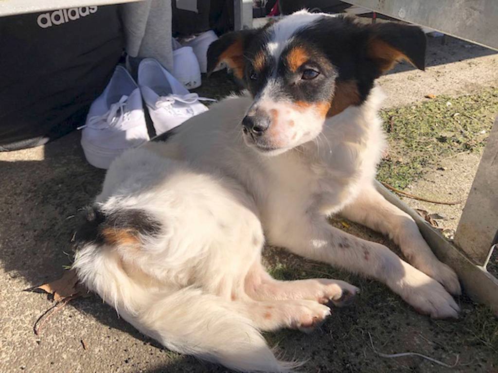 Merry, a rescue dog who was missing for almost three days until the Hazen boys soccer team found her, is available for adoption with Aberdeen Scottish Terrier Rescue. Photo courtesy of Ken Matthews