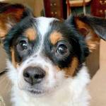 Hazen soccer team reunites lost puppy with foster mom