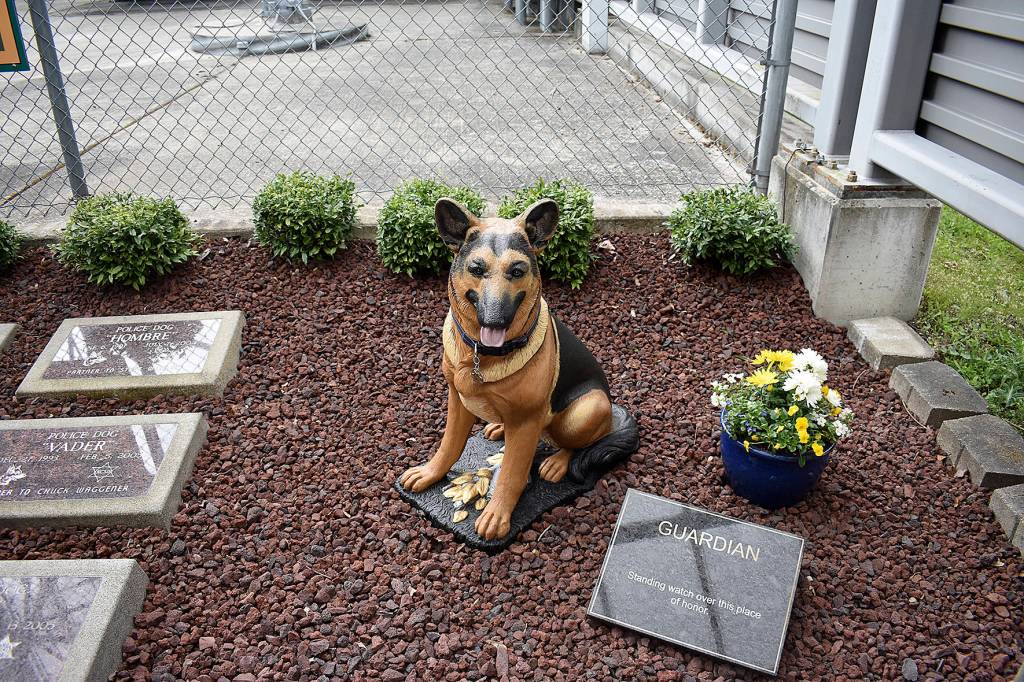 Guardian, a concrete statue that was moved and restored for the new King County Sheriffs Office K9 memorial by Deputy Mick DOrazio, is a reminder of the work that service dogs have been doing as far back as 1977. Photo by Haley Ausbun