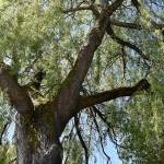 Cedar River Trail in Renton will be the first in the state to join the TRACK program, which encourages youth to use local trails and appreciate the outdoors. Photo by Haley Ausbun
