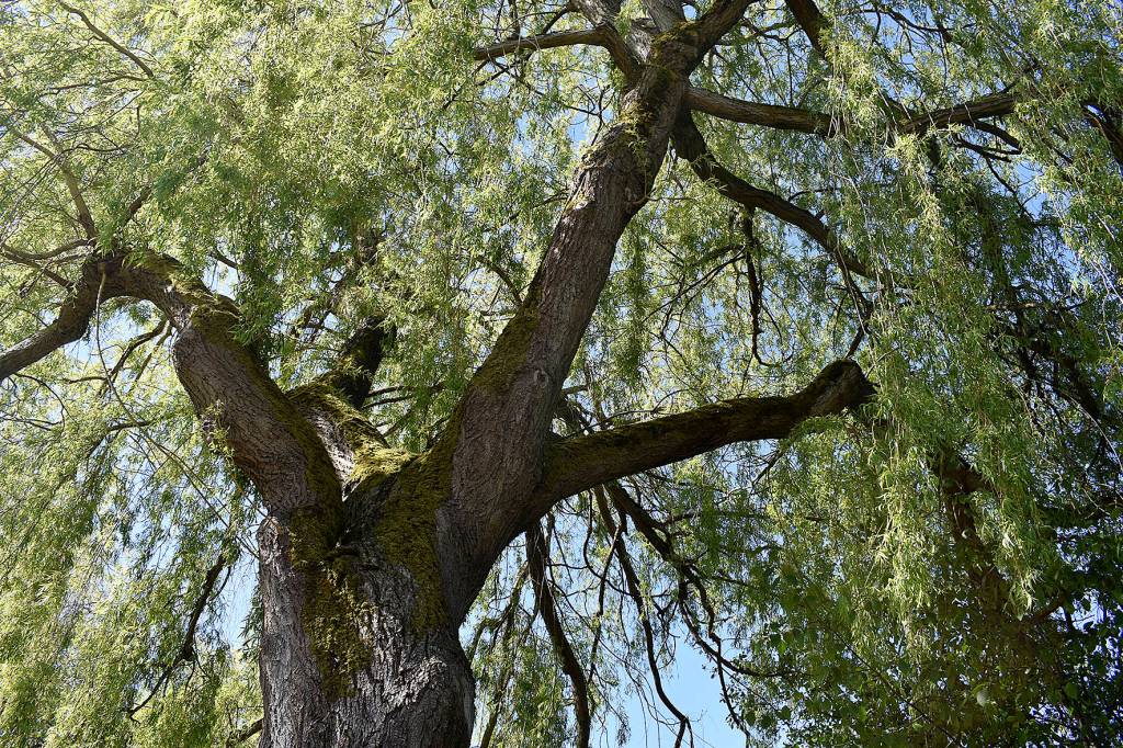 Cedar River Trail in Renton will be the first in the state to join the TRACK program, which encourages youth to use local trails and appreciate the outdoors. Photo by Haley Ausbun