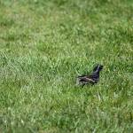 Cedar River Trail rewards little hikers