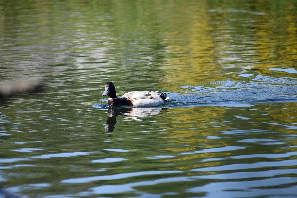 Cedar River Trail rewards little hikers