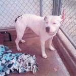 A pit bull named Sweetie was stolen from Animal Control kennels in 2017 after being declared dangerous at the time, according to the case report. Courtesy photo