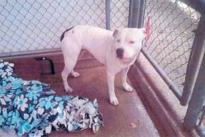 Renton police investigate dog attack