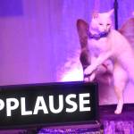 Ahi Tuna hits the applause button at the Acro-Cats with the Rock Cats performance at the Carco Theatre in Renton on May 21. Photos by Kayse Angel