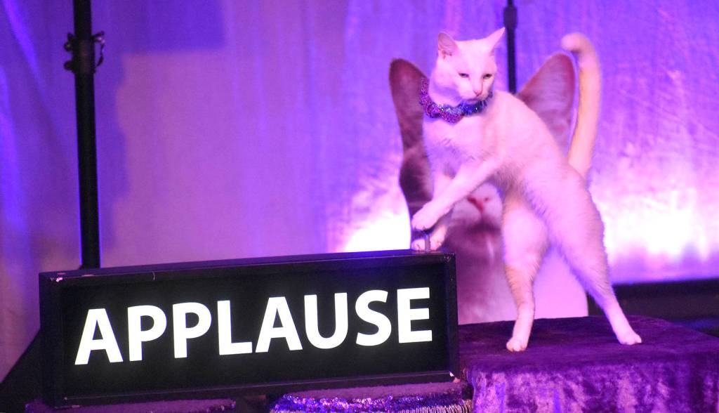 Ahi Tuna hits the applause button at the Acro-Cats with the Rock Cats performance at the Carco Theatre in Renton on May 21. Photos by Kayse Angel
