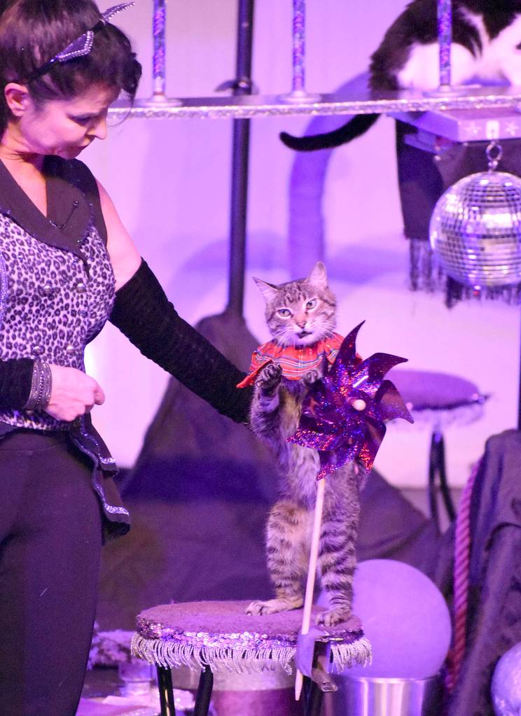 Oz spins the pinwheel at the Acro-Cats with the Rock Cats performance at the Carco Theatre in Renton on May 21. Photo by Kayse Angel