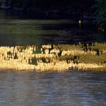 Photo by Haley Ausbun.                                 Renton River Days 2019.