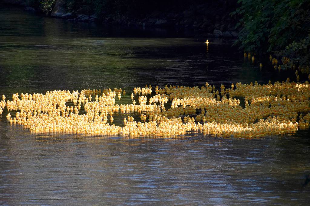 Photo by Haley Ausbun.                                 Renton River Days 2019.