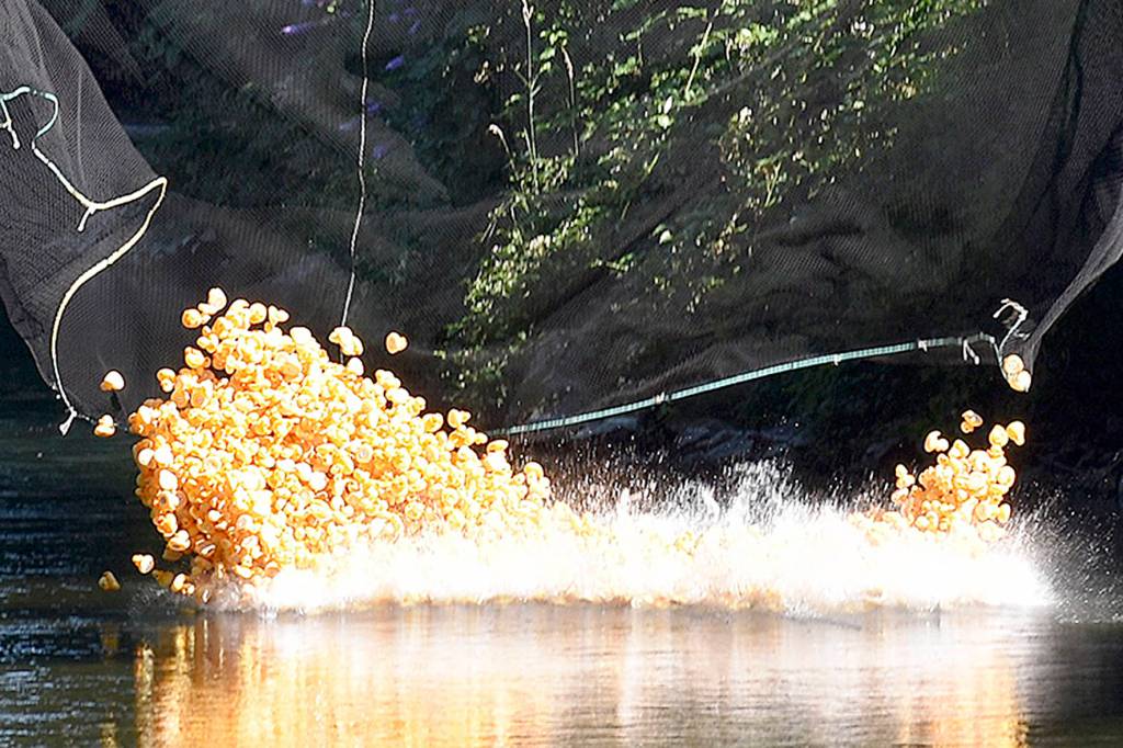 Photo by Haley Ausbun.                                 Renton River Days 2019.