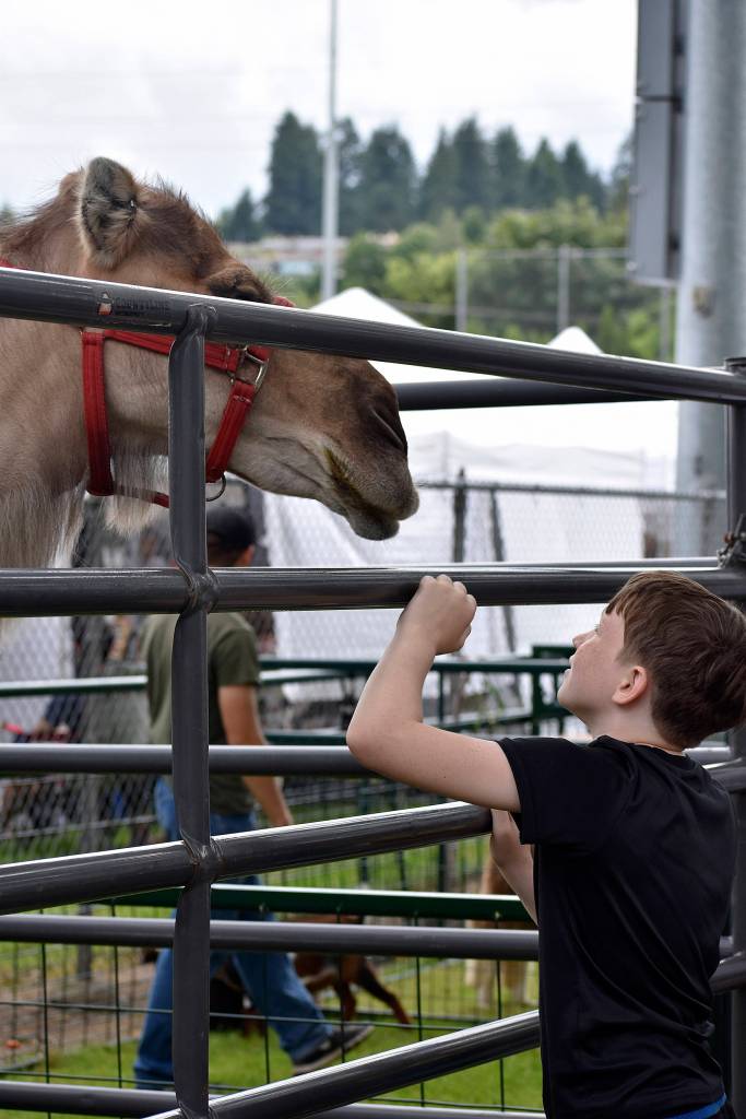Photo by Haley Ausbun.                                 Renton River Days 2019.