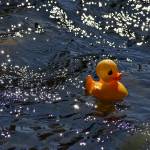 Photo by Haley Ausbun.                                 Renton River Days 2019.