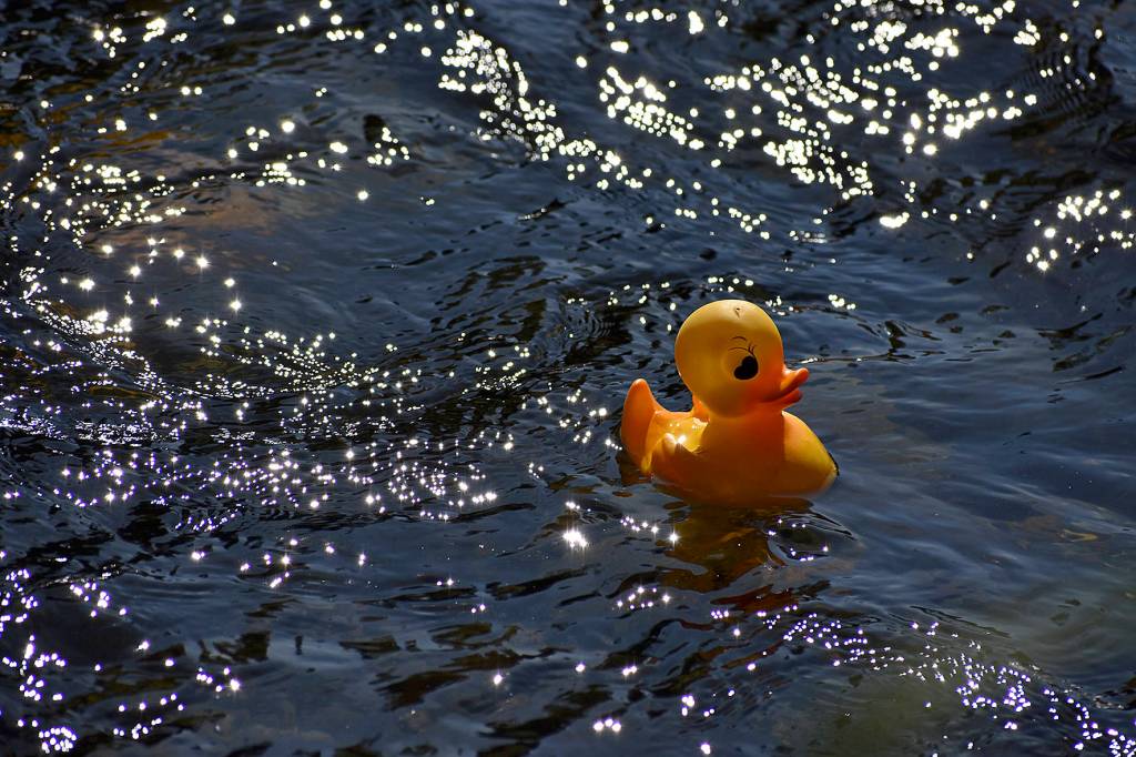 Photo by Haley Ausbun.                                 Renton River Days 2019.