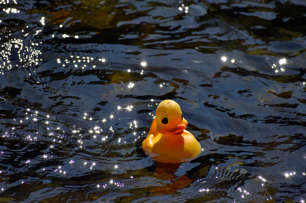 Photo by Haley Ausbun.                                 Renton River Days 2019.