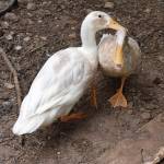 Photos by Haley Ausbun. The BackYardFarm, a local couple trying to help folks with small yards build their own farm, hosted an event July 27, where guests could meet the animals, feed the goats and eat food sourced from their own back yard.