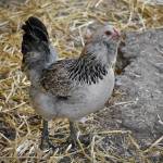 Photos by Haley Ausbun. The BackYardFarm, a local couple trying to help folks with small yards build their own farm, hosted an event July 27, where guests could meet the animals, feed the goats and eat food sourced from their own back yard.