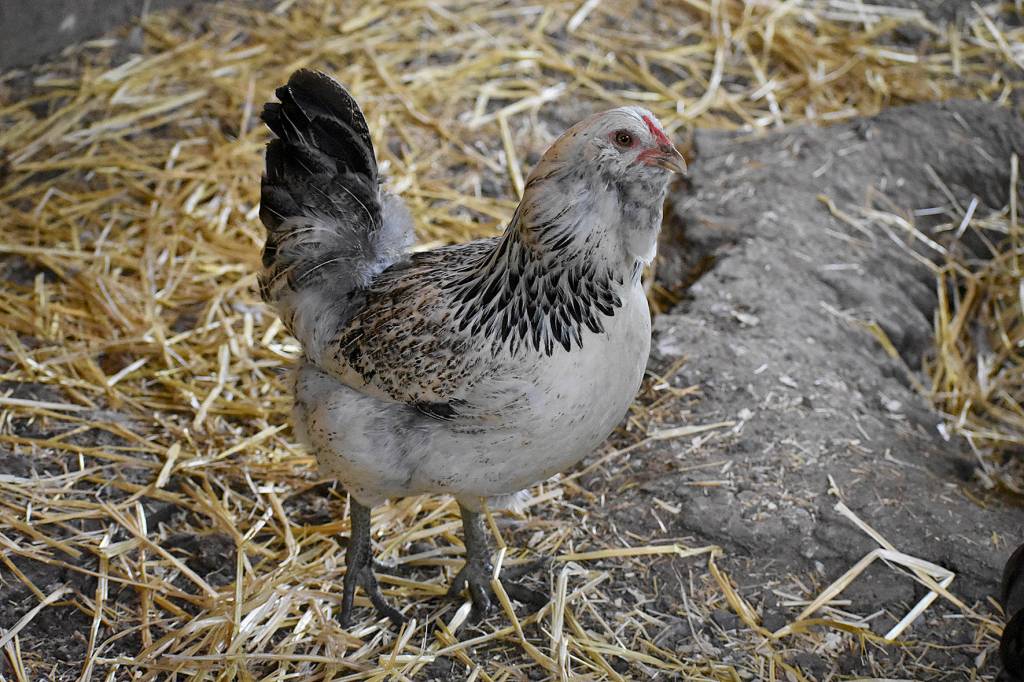 Photos by Haley Ausbun. The BackYardFarm, a local couple trying to help folks with small yards build their own farm, hosted an event July 27, where guests could meet the animals, feed the goats and eat food sourced from their own back yard.