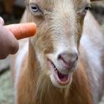 Photos by Haley Ausbun. The BackYardFarm, a local couple trying to help folks with small yards build their own farm, hosted an event July 27, where guests could meet the animals, feed the goats and eat food sourced from their own back yard.