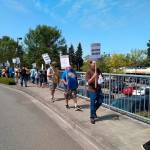 Grocery store union workers picket outside of a Bellevue QFC on July 31. They are in contract negotiations with Kroger for higher wages, predictable scheduling and better safety conditions. Aaron Kunkler/staff photo