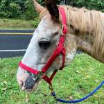 A 20-year-old, starving horse was found near Cedar River Elementary School died a few days after being picked up by the county. King County investigators are looking for the horses owners. Photo courtesy of King County.