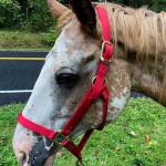 A 20-year-old, starving horse was found near Cedar River Elementary School died a few days after being picked up by the county. King County investigators are looking for the horses owners. Photo courtesy of King County.
