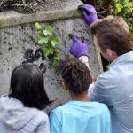 Renton’s little salmon scientists
