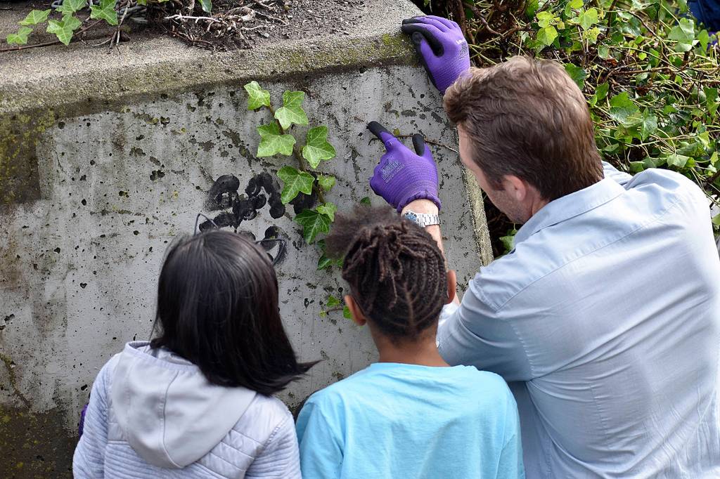 Renton’s little salmon scientists