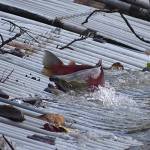Renton’s little salmon scientists