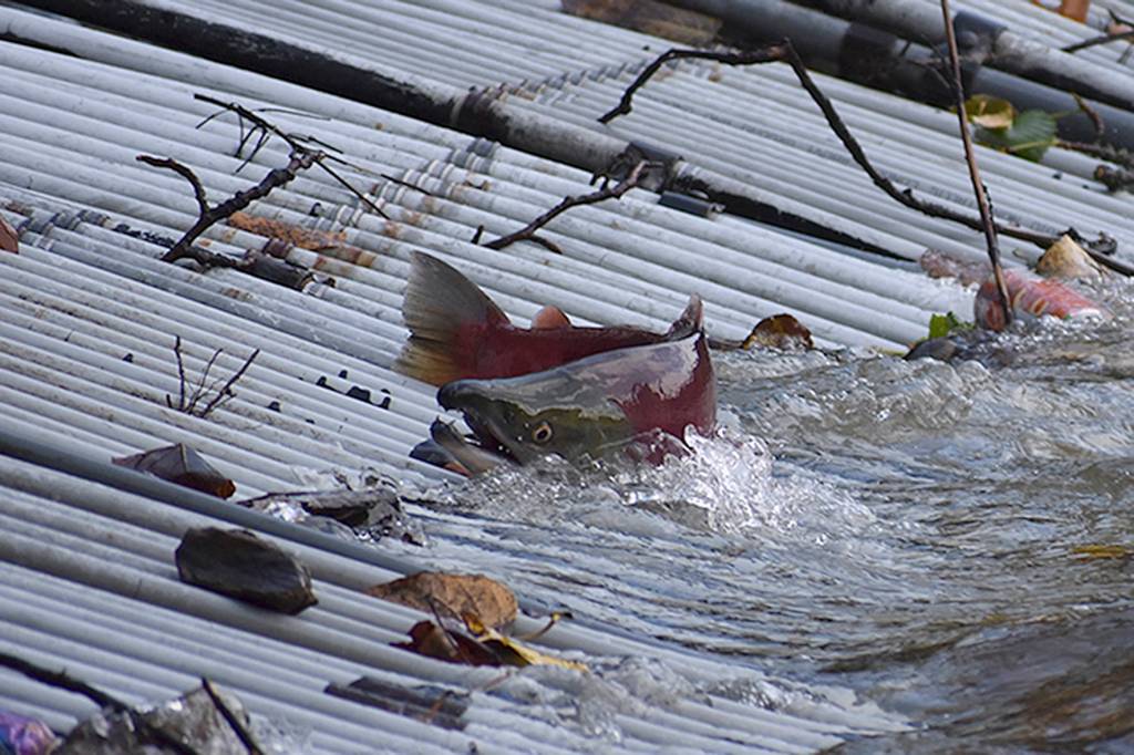 Renton’s little salmon scientists