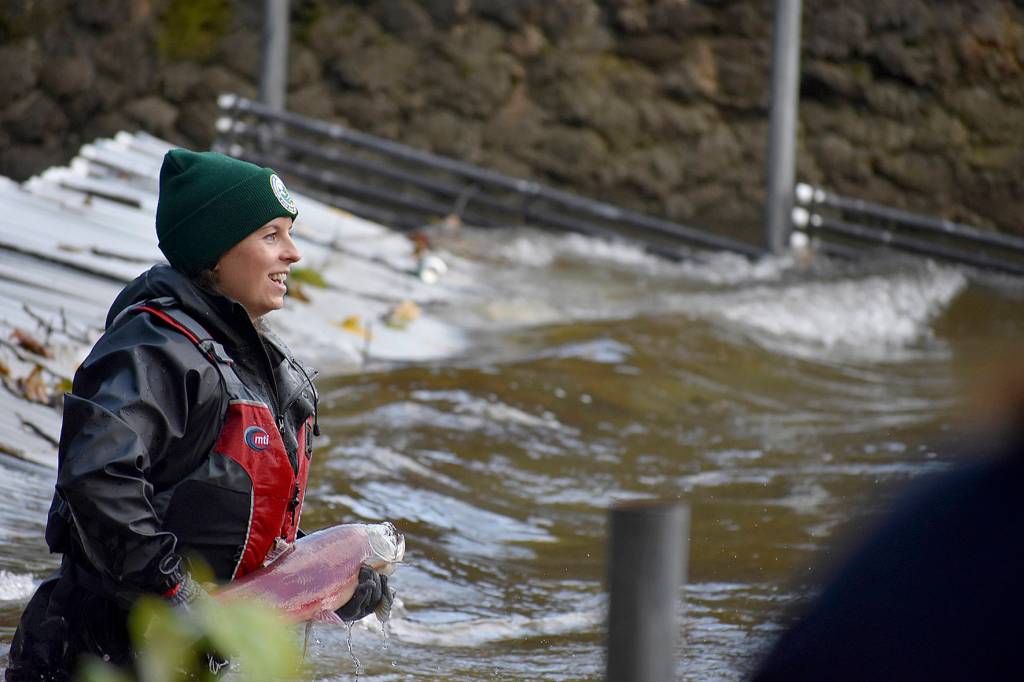 Renton’s little salmon scientists