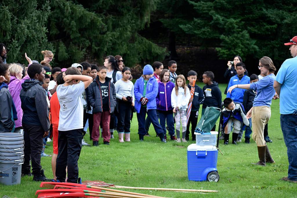 Renton’s little salmon scientists