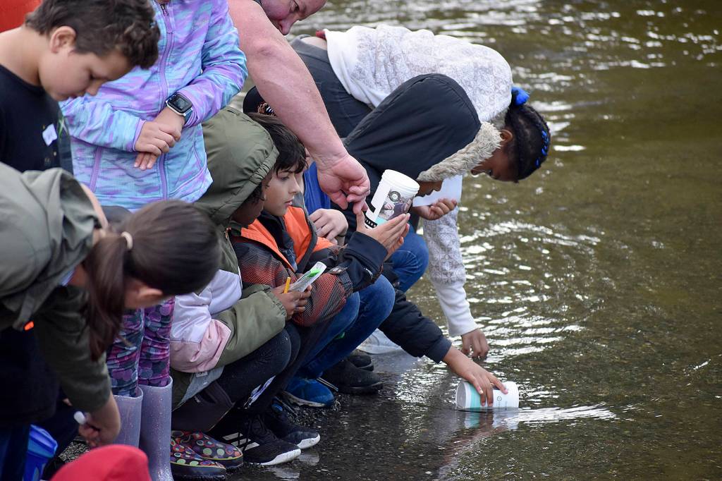 Photo by Haley Ausbun. Renton students learned about the salmon habitat and helped protect it, as part of a World Water Monitoring Day event, Sept. 18 at Renton Community Center.                                Photo by Haley Ausbun. Renton students learned about the salmon habitat and helped protect it, as part of a World Water Monitoring Day event, Sept. 18 at Renton Community Center.