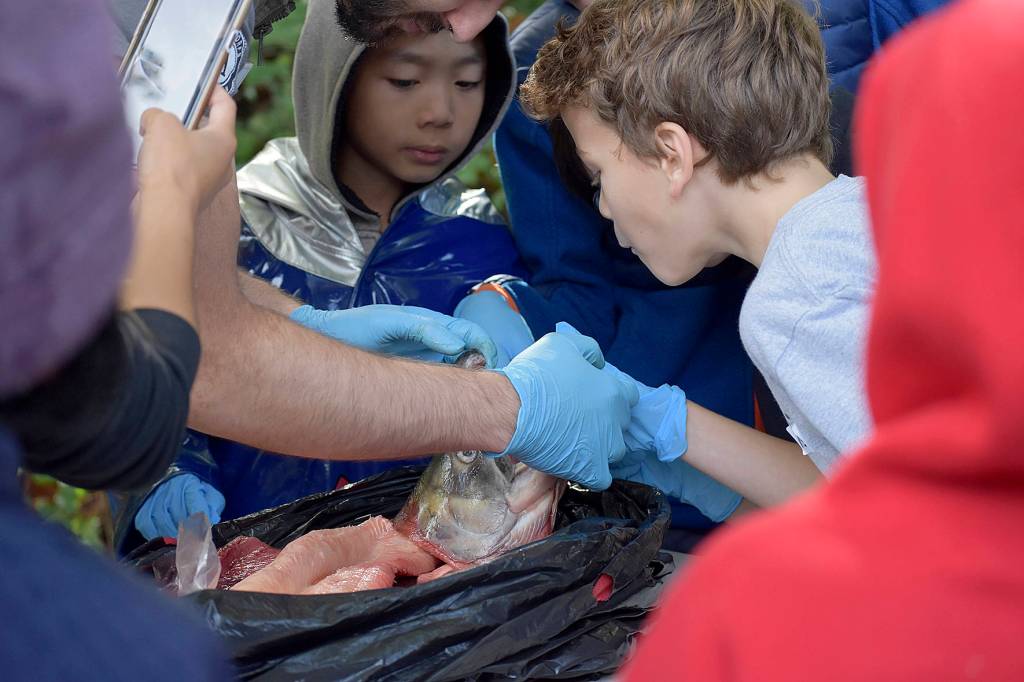 Renton’s little salmon scientists