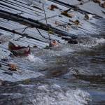 Renton’s little salmon scientists