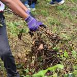 Renton’s little salmon scientists