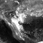 Turtles tagged with swastikas prompt rally against hate in Renton