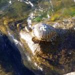 Turtles tagged with bright swastikas were spotted at Gene Coulon Memorial Park Beach on Tuesday. Courtesy photo Mindy Doty.