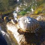 Turtles tagged with bright swastikas were spotted at Gene Coulon Memorial Park Beach on Tuesday. Courtesy photo Mindy Doty.