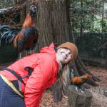 Beetle the rooster likes to jump on Jenny Rae at Rooster Haus Rescue in Fall City. Natalie DeFord/staff photo
