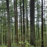 Photo courtesy of Patrick Dodd                                 A photo Patick Dodd took on his first hike of 2020.